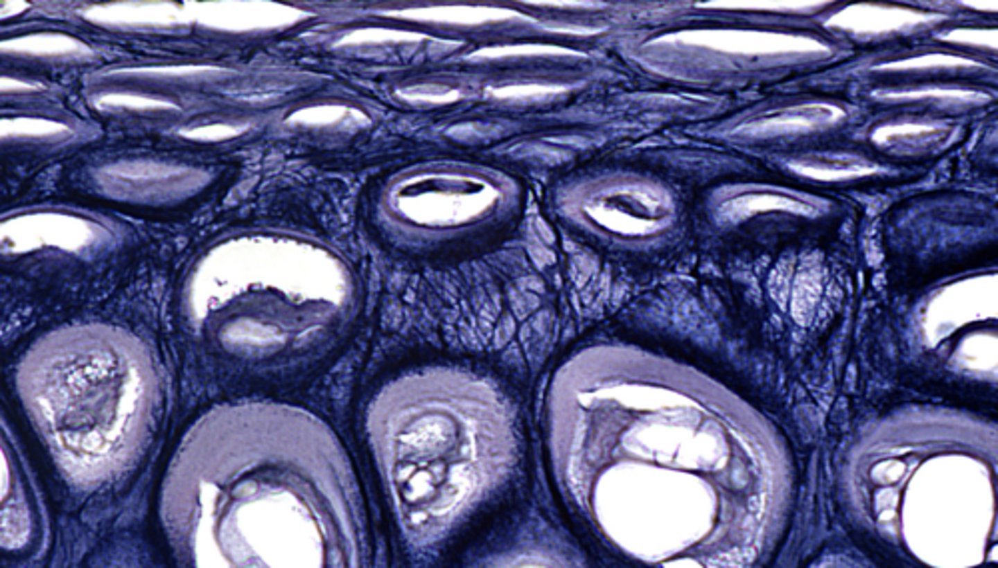 <p>more flexible</p>