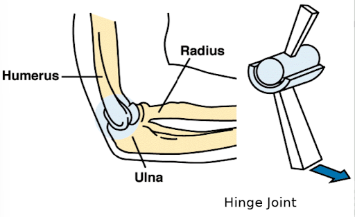 <p>hinge joint </p>