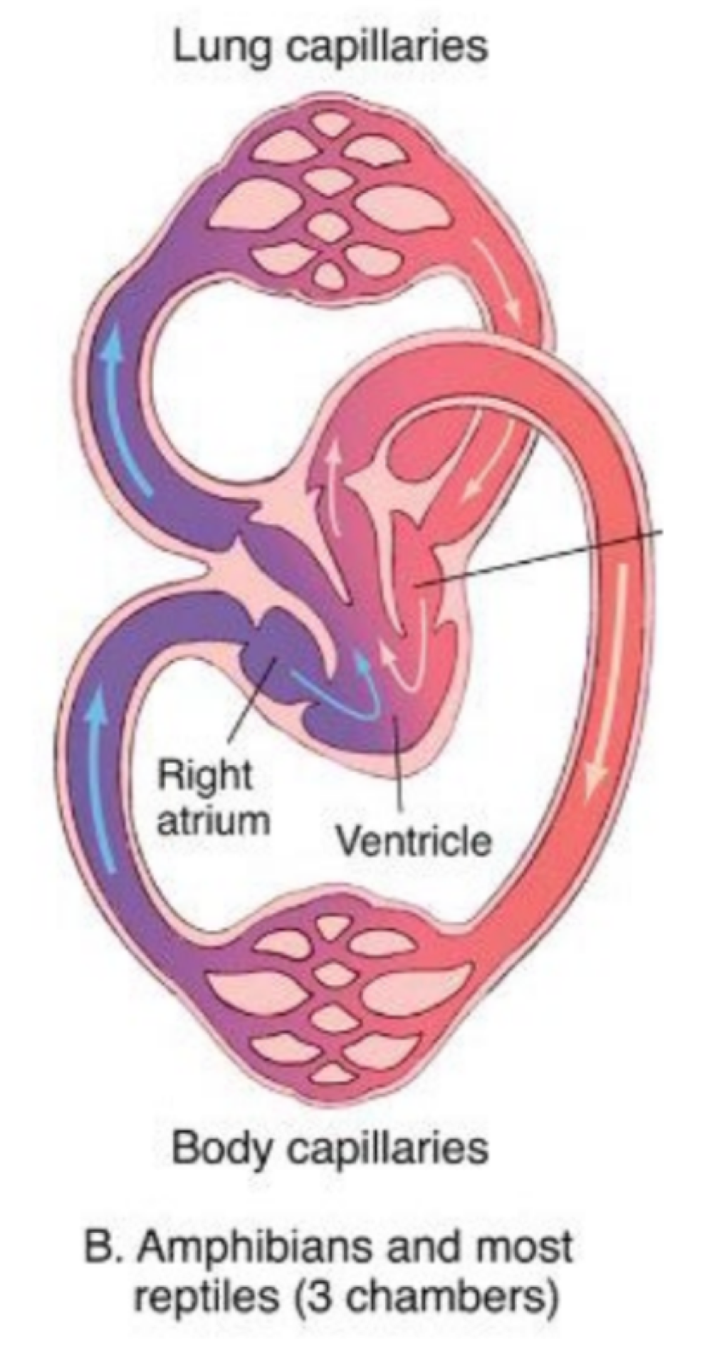 <p>3 chambered heart </p>
