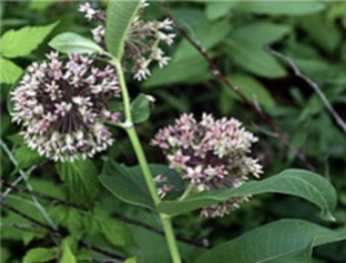 <p>what plant family is this from? what is it?</p>