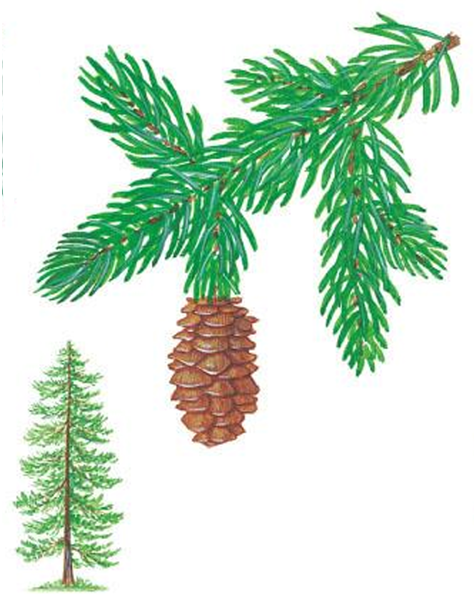 <p>commercially important conifer; red spruce; found in eastern Canada and the northeastern United States (also extends southward to the Great Smoky Mountains)</p>