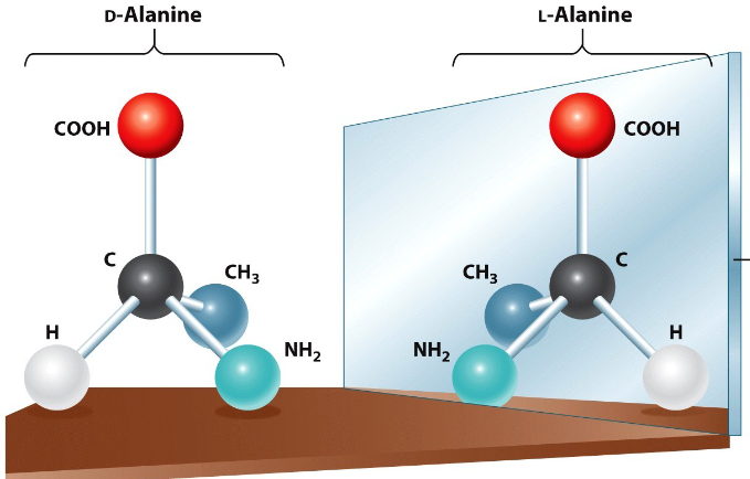 <p>Several of the AA associated w/ NAM in peptidoglycan are unusual D forms. D forms are stereoisomers (mirror images) of the I form normally found in biological proteins.</p>