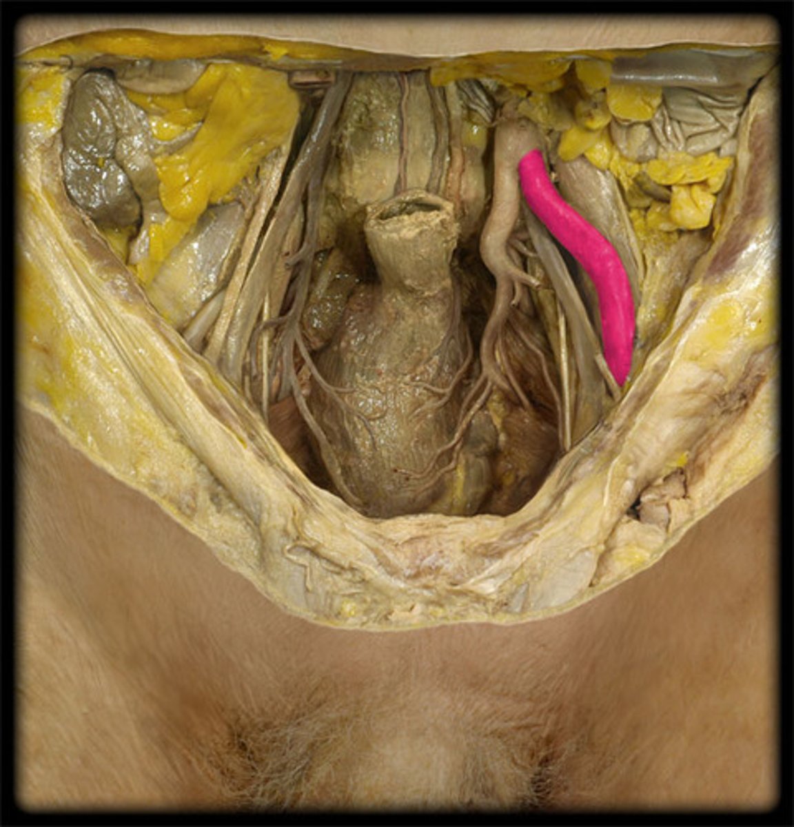 <p>-more lateral than internal iliac artery</p><p>-superior to vein</p>
