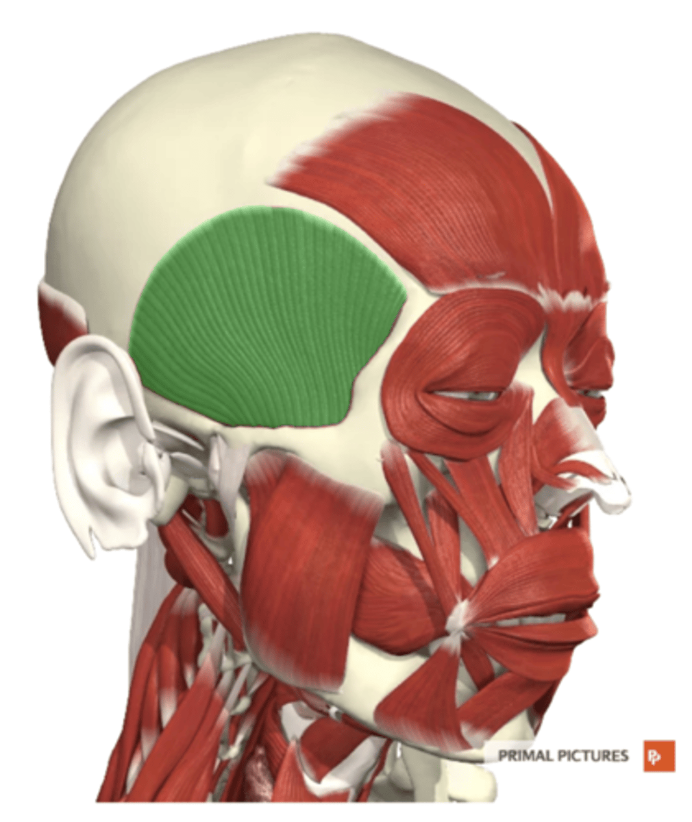 <p>label this muscle</p>