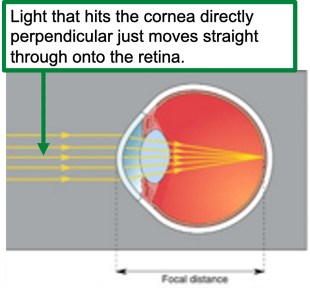 <p>How does the lens accommodate distant objects?</p>