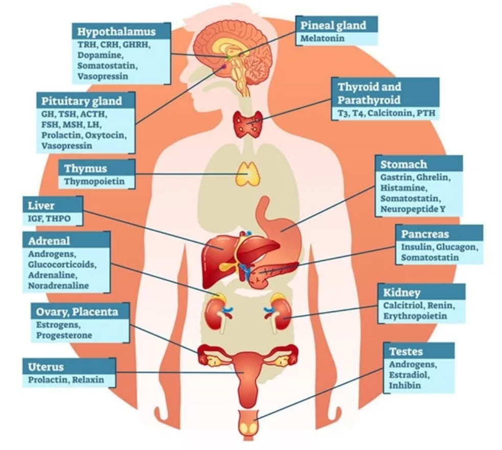 another form of neurotransmitters; travels thru bloodstream + affects other tissues (90)