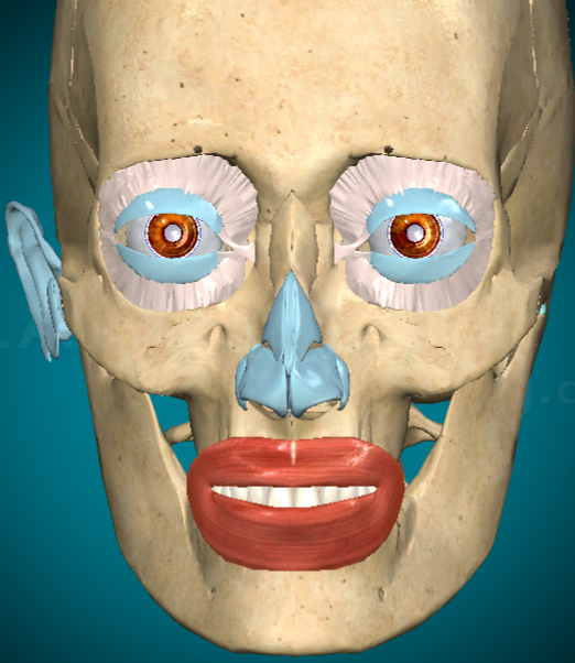 <p>What muscle is this and what does it do?</p>