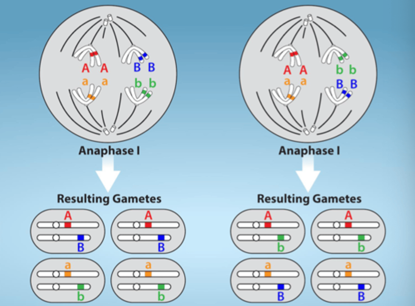 <p>During metaphase I of meiosis: homologous chromosomes can line up on either side of the metaphase plate, independent of each other ("random shuffling")</p>
