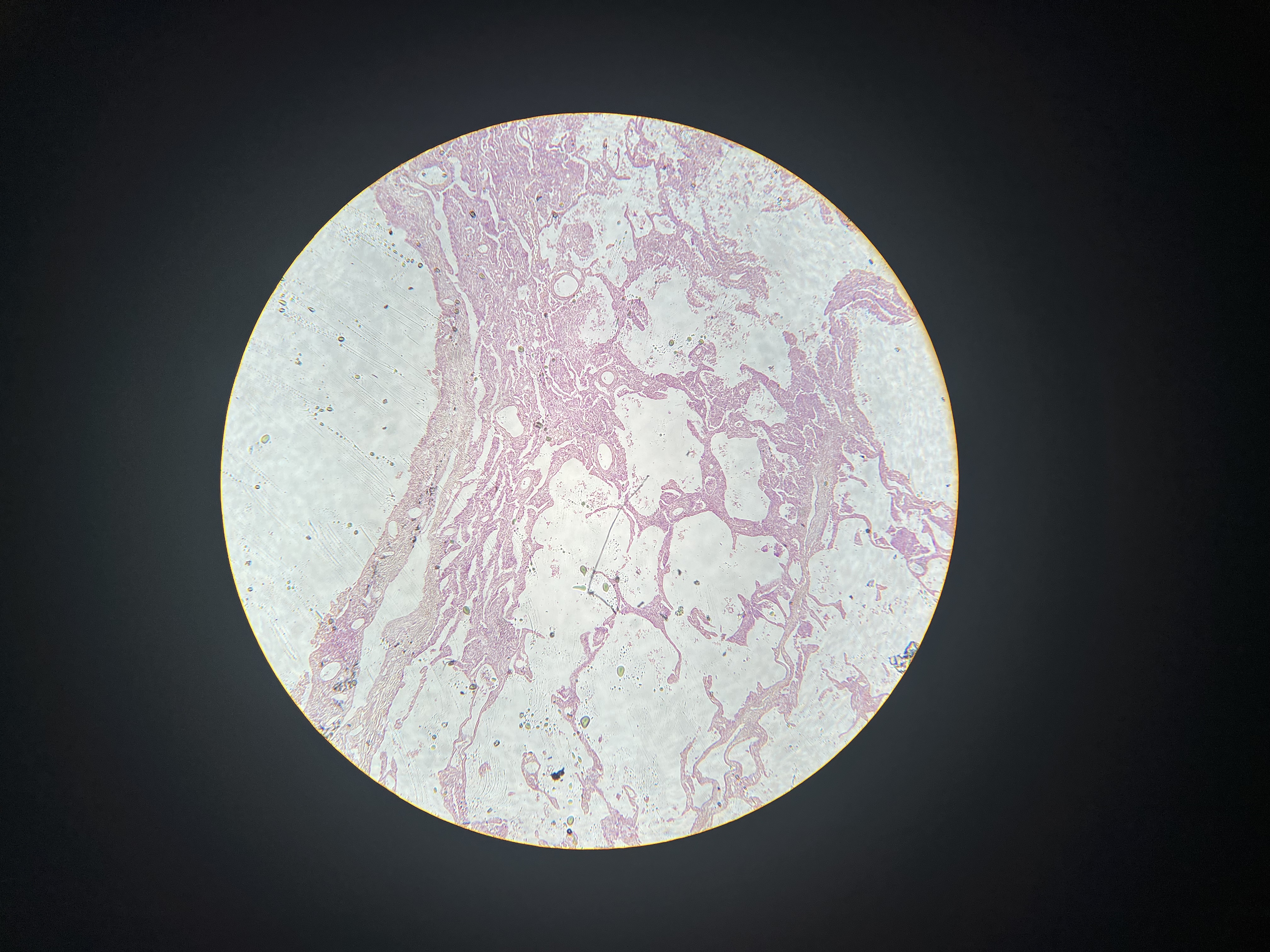 <p>What tissue is this</p>