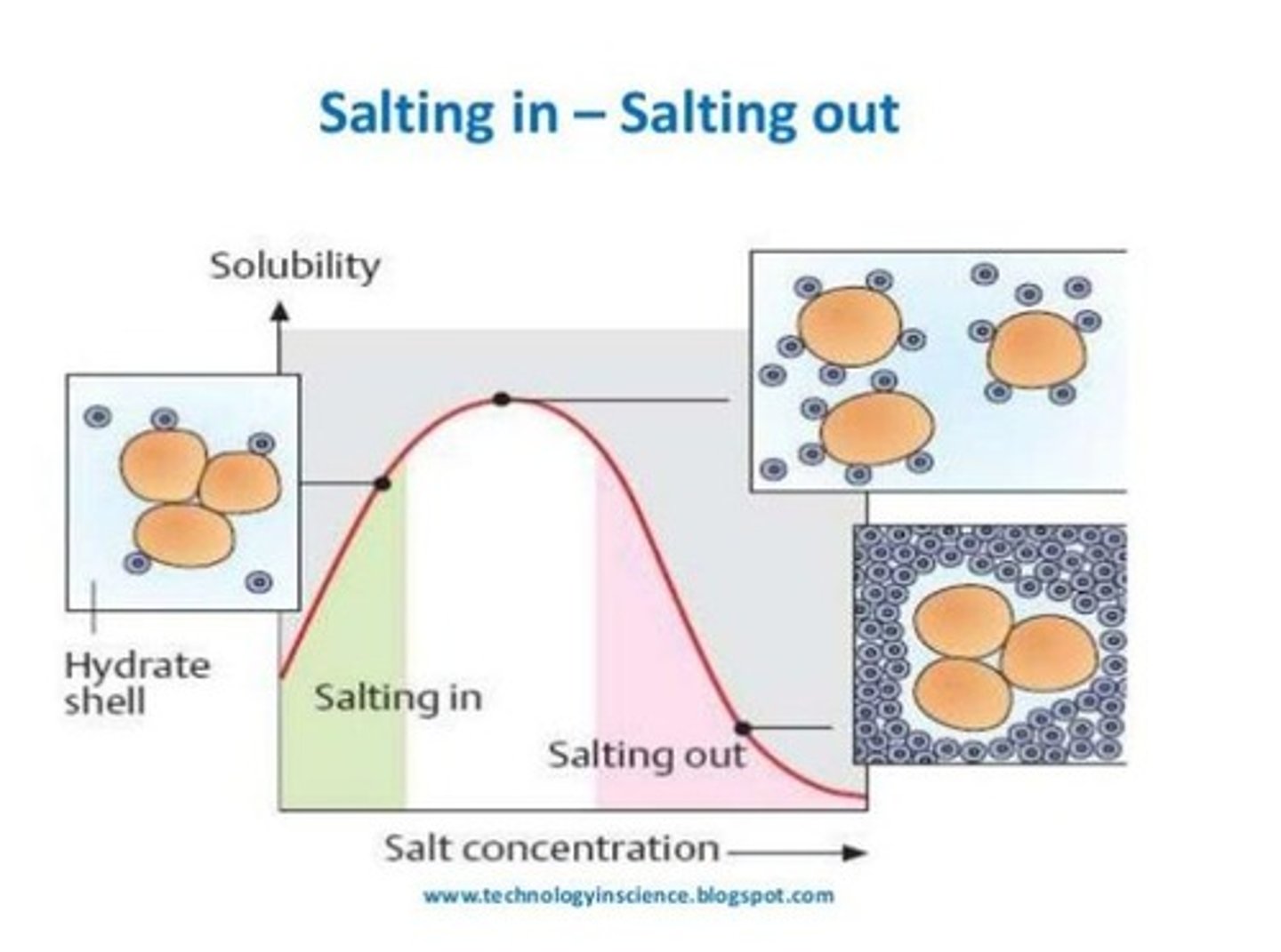 <p>The process where proteins precipitate out of solution due to high salt concentration.</p>