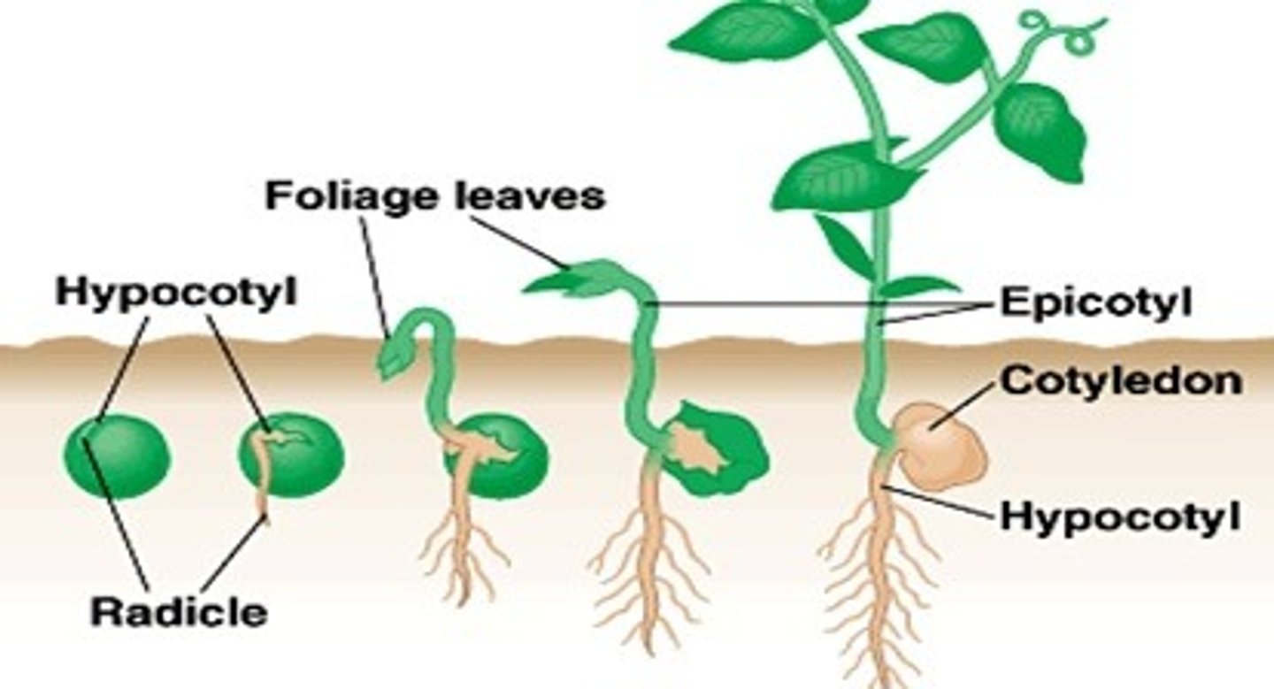 <p>hypocotyl elongates</p>