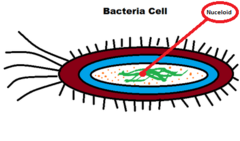 <p>The nucleoid is the area in a prokaryotic cell in which the circular DNA molecule lies free in the cell.</p>