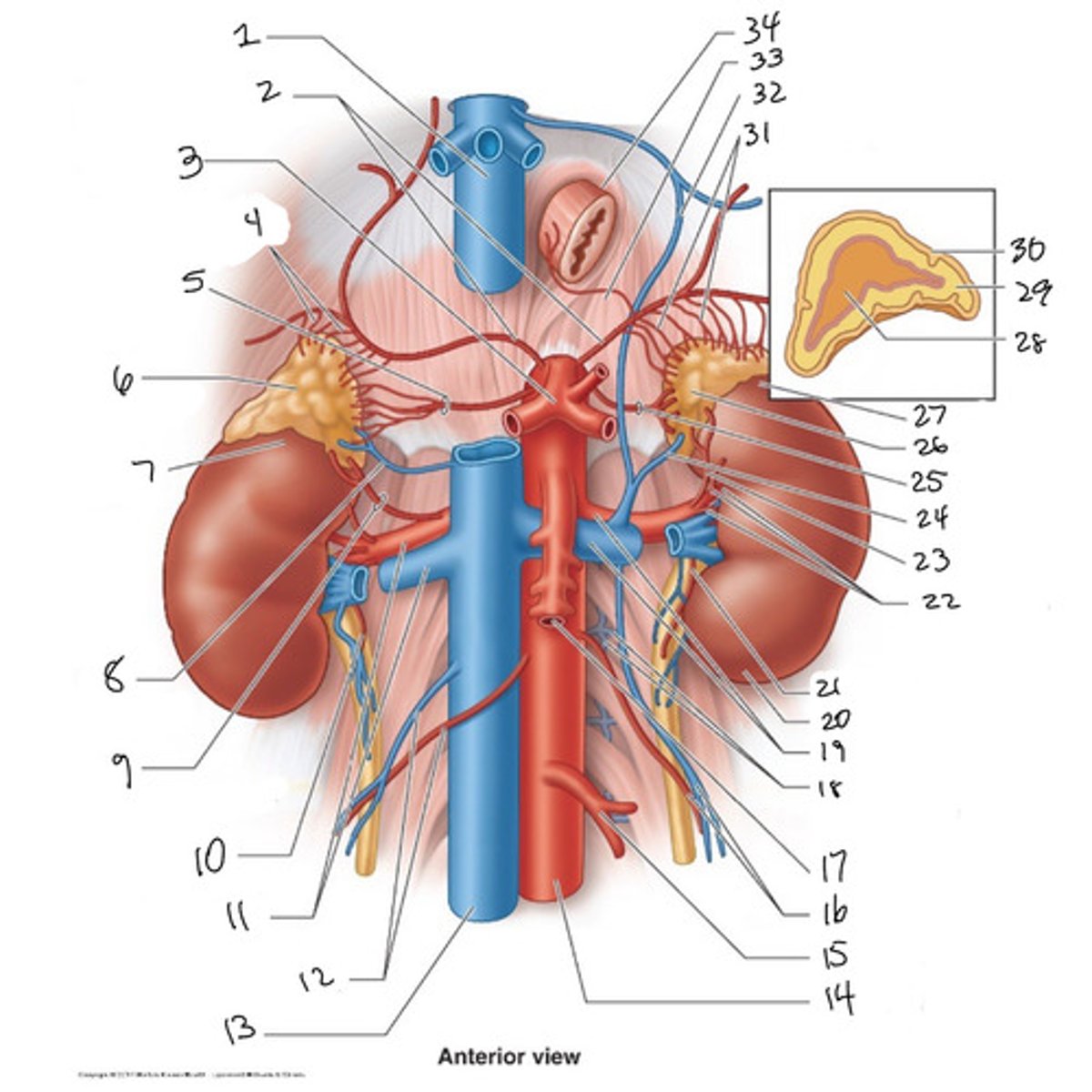 <p>ID origin of 31</p>