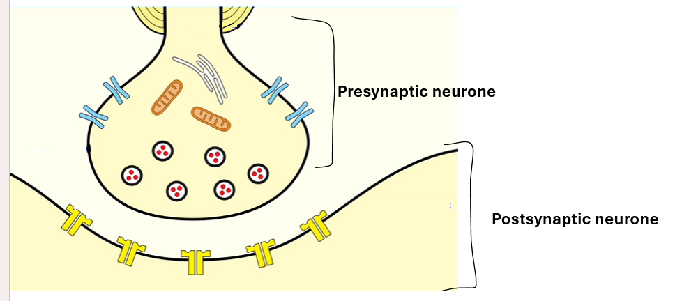 <p>presynaptic neurone→ the neurone before the synapse</p><p>postsynaptic neurone→ the neurone after the synapse</p>