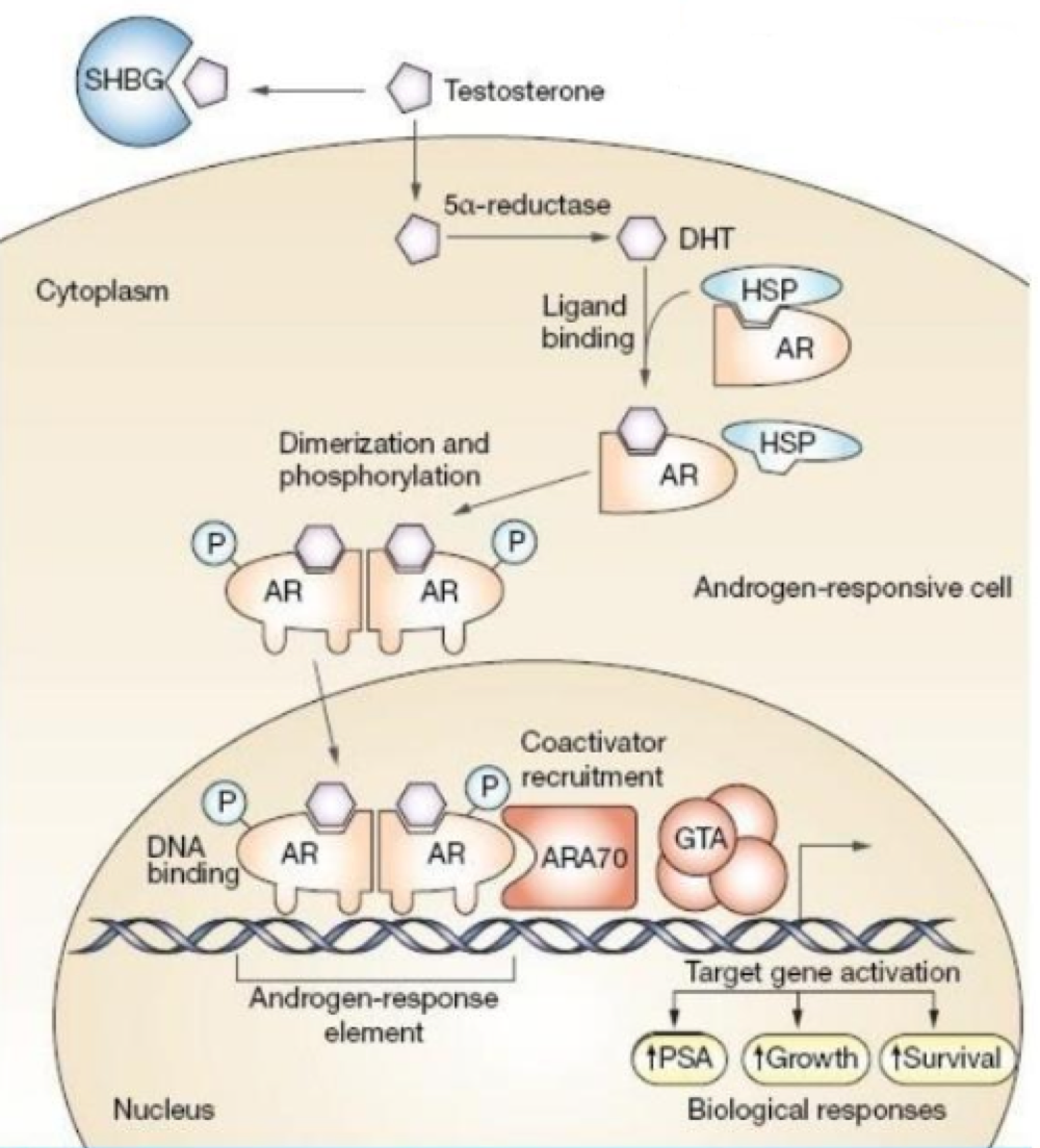<p>false. fat soluble steroids binding to intracellular receptors results in <strong>protein </strong>production/changes in <strong>protein</strong> production rate </p>