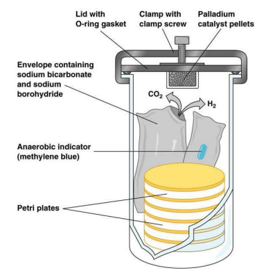 <ul><li><p>sealed container</p></li><li><p>Oxygen is eliminated through chemical reactions or gas-generation methods</p></li><li><p>Palladium catalyst promotes the reaction of hydrogen with oxygen to form water, visible as droplets at the <strong>bottom of jar</strong></p></li><li><p>Indicators (chemical or biological) verify anaerobic conditions</p><ul><li><p>Chemical indicator:</p><ul><li><p><strong>White</strong>: Reached anaerobic conditions</p></li><li><p><strong>Blue</strong>: Anaerobic conditions not reached</p></li></ul></li><li><p>Biological:</p><ul><li><p><strong>Strict Aerobe</strong>:</p><ul><li><p>No growth</p></li><li><p>anaerobic conditions have been reached</p></li></ul></li><li><p><strong>Weak Aerobe</strong></p><ul><li><p>Growth</p></li><li><p>not reached</p></li></ul></li></ul></li></ul></li></ul><p></p>