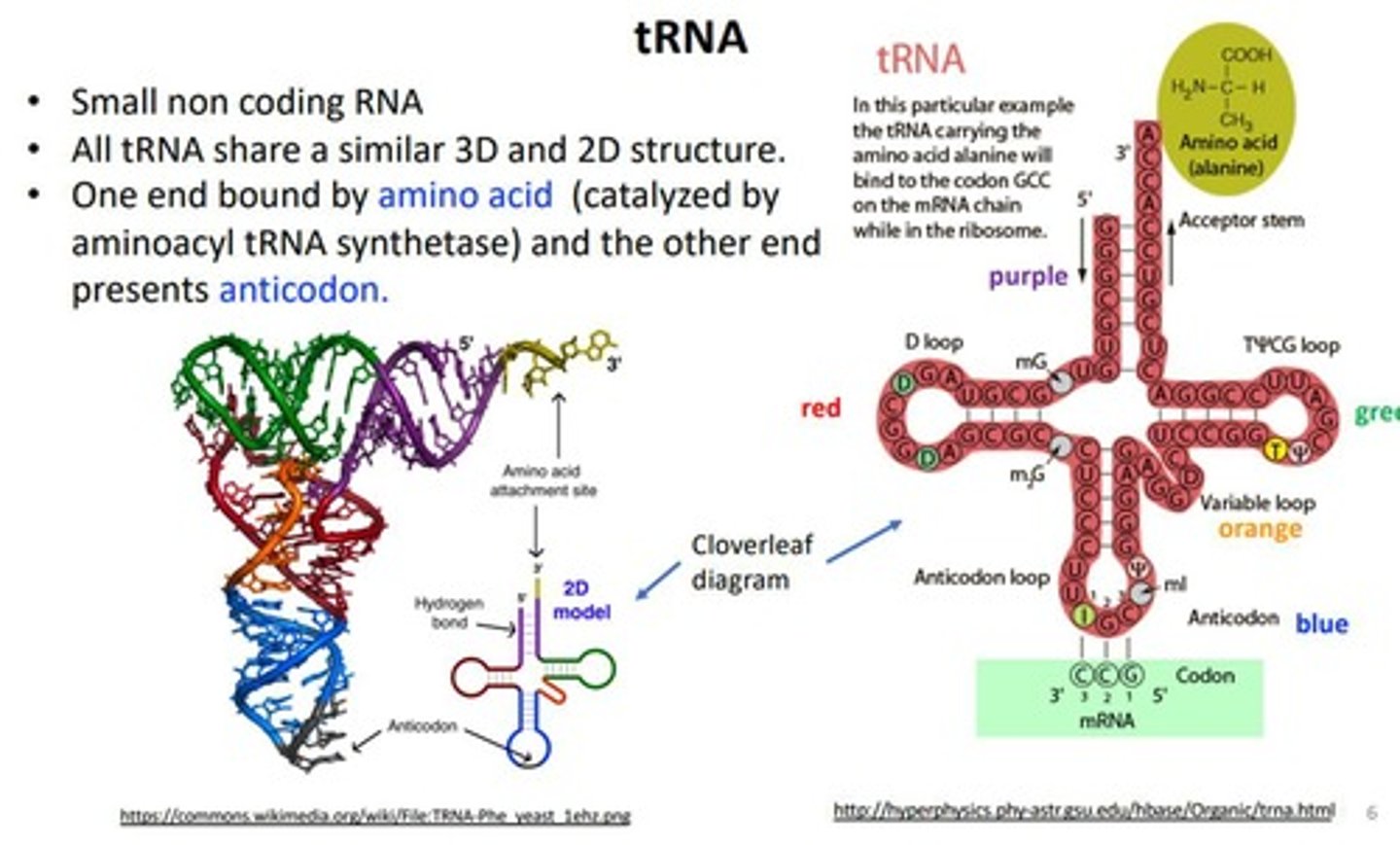 <p>Transfer RNA that carries amino acids to the ribosome during translation.</p>