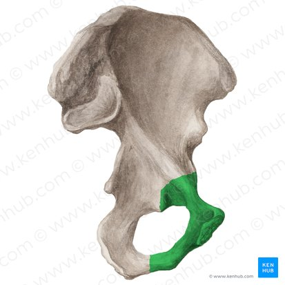 <p>contributes to the formation of the pelvic girdle</p>