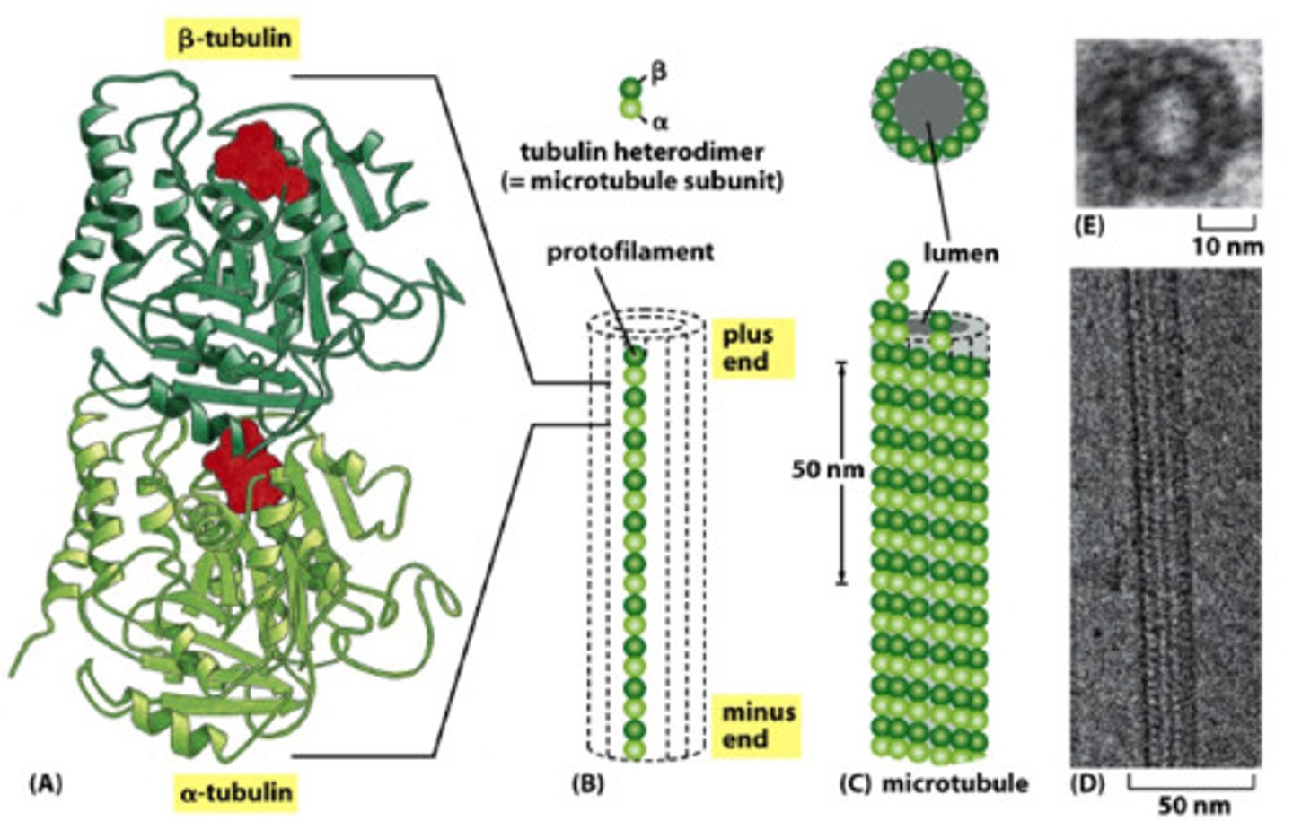 <p>Rörliknande struktur som ständigt bryts ner och återbildas</p><p>- Består av alfa-tubulin och beta-tubulin</p>