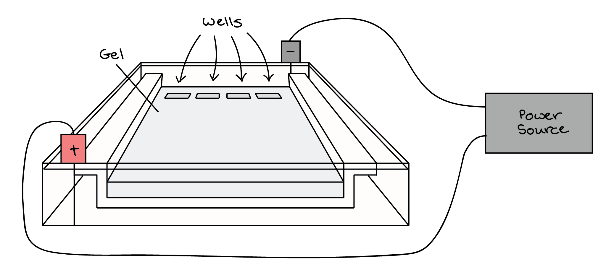 <ul><li><p>Gel E made of agarose, held by hydrogen bonds → pores</p></li><li><p>pocket indentations or wells where DNA samples are placed</p></li><li><p>Box body where gel is placed is filled with salt buffer solution that can conduct current</p></li><li><p>end of the gel with wells is positioned towards negative elctrode</p></li><li><p>end without wells (where DNA will migrate) is positioned towards positive electrode</p></li></ul><p></p>