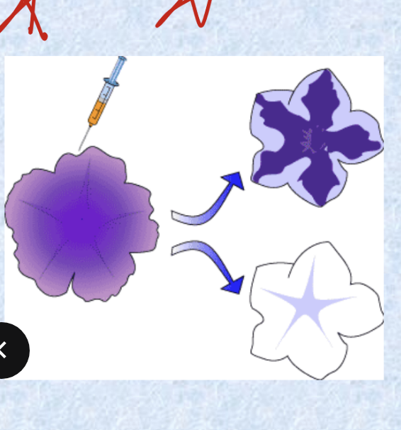 <ul><li><p>formation of double stranded RNA (dsRNA) can <strong>inhibit gene expression</strong> in many different organisms</p></li><li><p>first discovery of this inhibition in plants was more than a decade ago and occurred in petunias; researchers were trying to deepen the purple color of flowers by injecting the gene responsible for the color into petunias but were surprised at the result → instead of darker flower, petunias were either variegated or completely white</p><ul><li><p>phenomenon = co-suppression since both the expression of the existing gene (initial purple color) and the introduced gene (to deepen the purple) were suppressed</p></li></ul></li><li><p>co-suppression has since been found in many to <strong>inhibit gene expression</strong> in other plant species and in fungi; <strong>double stranded RNA </strong>responsible for this effect</p></li></ul><p></p>