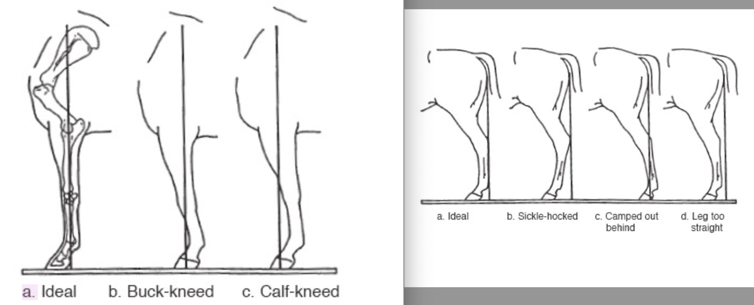 <p>1) buck-kneed (forelimb) - knee inclines forward in front of plumb line, causes increased stress on the flexor tendons/suspensory ligaments</p><p>2) calf-kneed (forelimb) - knee inclines backward behind plumb line, carpal hyperextension overloads the dorsal carpus and can lead to carpal fractures</p><p>3) sickle-hocked (hindlimb) - hock tilted in front of and away from plumb line</p><p>4) camped out behind (hindlimb) - hock tilted behind and into the plumb line, causes inefficiency in propulsion, may lead to spavin and curb</p><p>5) leg too straight (hindlimb) - hock sits untilted in front on plumb line</p>