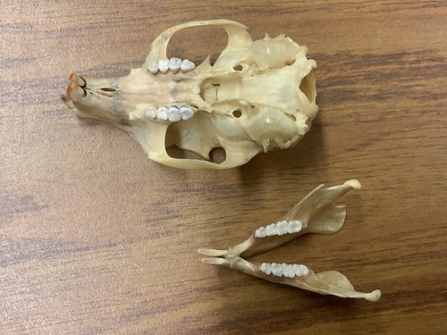 <p>Genus, species</p><p>-4 cheek teeth (no peg)</p>