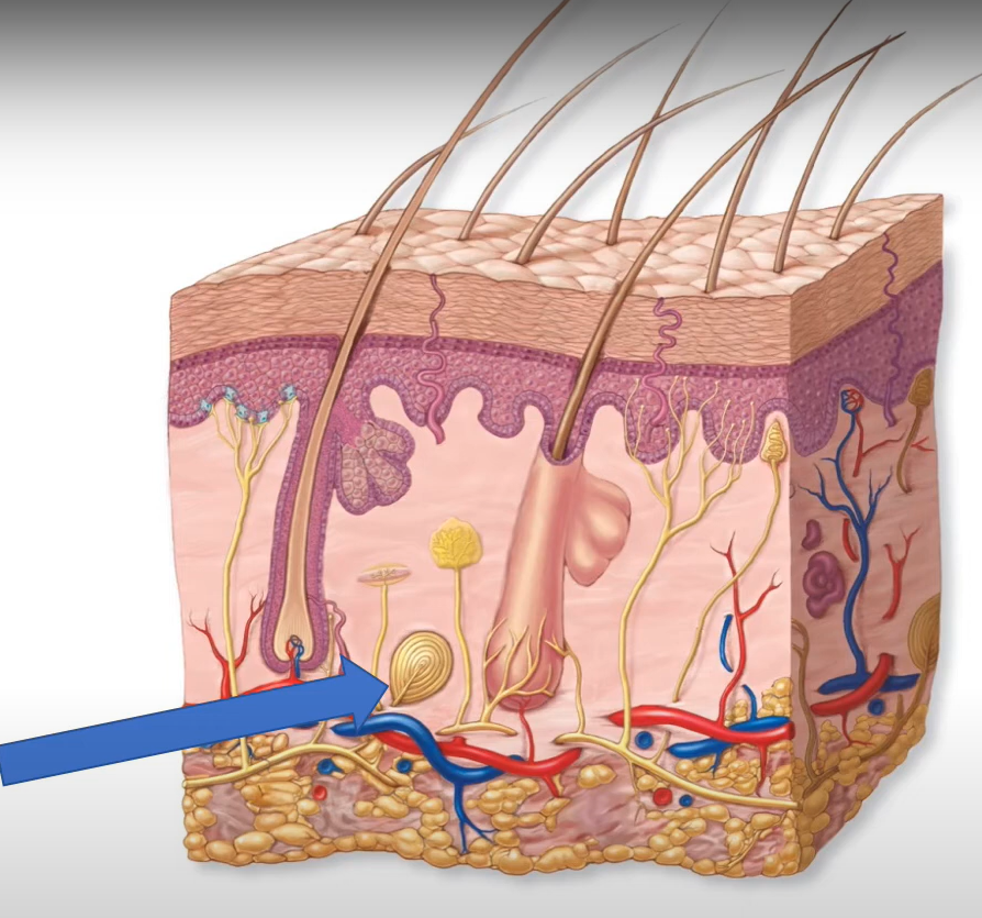 <p>-encapsulated tactile receptor</p><p>-phasic</p><p>-deep pressure and vibration</p><p>-they are wrapped in connective tissue layers</p>