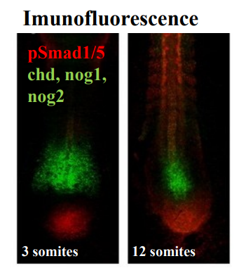 <ul><li><p>Pathway activation can be visualised by phosphorylated Smad detection.</p></li><li><p>Immunofluorescence could be used to visualize and track the activation of signalling pathways. Immunofluorescence uses antibodies conjugated with fluorescent dyes to detect specific proteins or antigens within cells or tissues.</p></li><li><p>By using antibodies specific for the phosphorylated form of these proteins (e.g., pSmad1/5), researchers can directly visualize where and when the pathway is active. The presence of pSmad1/5 indicates active BMP signalling, since Smad 1/5 are the receptor-Smads primarily activated by the BMP Smad pathway.</p></li><li><p>Immunoflueorscence is also used to visulaise expression of genes that are often targetr of BMP signalling - e.g Chordin and NOggin which are known BMP antagonists. Their expression often marks regions where BMP signalling is being inhibited or patterned.</p></li><li><p>A zebrafish tailbud (in image) was visualised at 2 different developmental stages (3 somites vs 12 somites). The visualisation showed the dynamic regulation &amp; patterning of BMP signalling, by its antagonists (chordin, noggin) in the developing zebrafish tailbud.</p></li></ul><p></p>