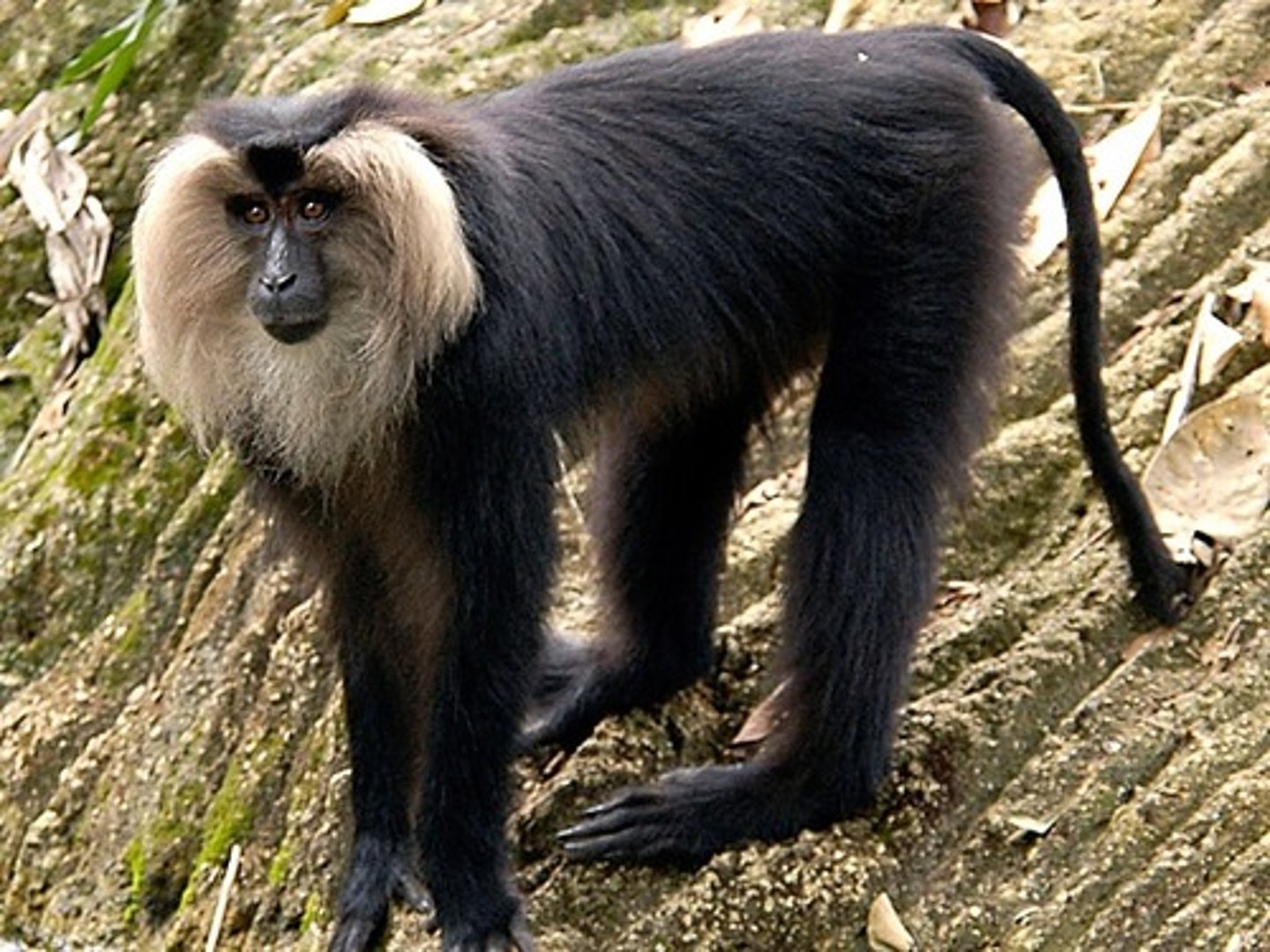 <p>NHP in CITES Appendix I</p><p>(parvorder catarrhini)- Lion Tailed Macaque</p>