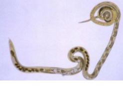 <p>bankrupt worm</p>