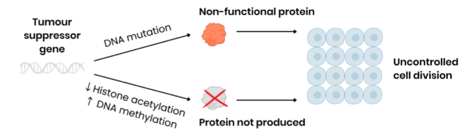 <ul><li><p>mutation in DNA base sequence → production of non-functional protein </p></li><li><p>→ by leading to change in amino acid sequence which changes protein tertiary structure </p></li><li><p>Decreased histone acetylation OR increased DNA methylation → prevents production of protein</p></li><li><p>→ by preventing binding of RNA polymerase to promoter region, inhibiting transcription </p></li><li><p>Both lead to uncontrolled cell division (cell division cannot be slowed)</p></li></ul><p></p>