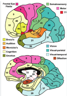 <p>BA 4, 6: motor, premotor</p><p>BA 44, 45: Broca = Pars oper, pars tri </p>