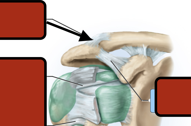 <p>Acromioclavicular ligament</p>