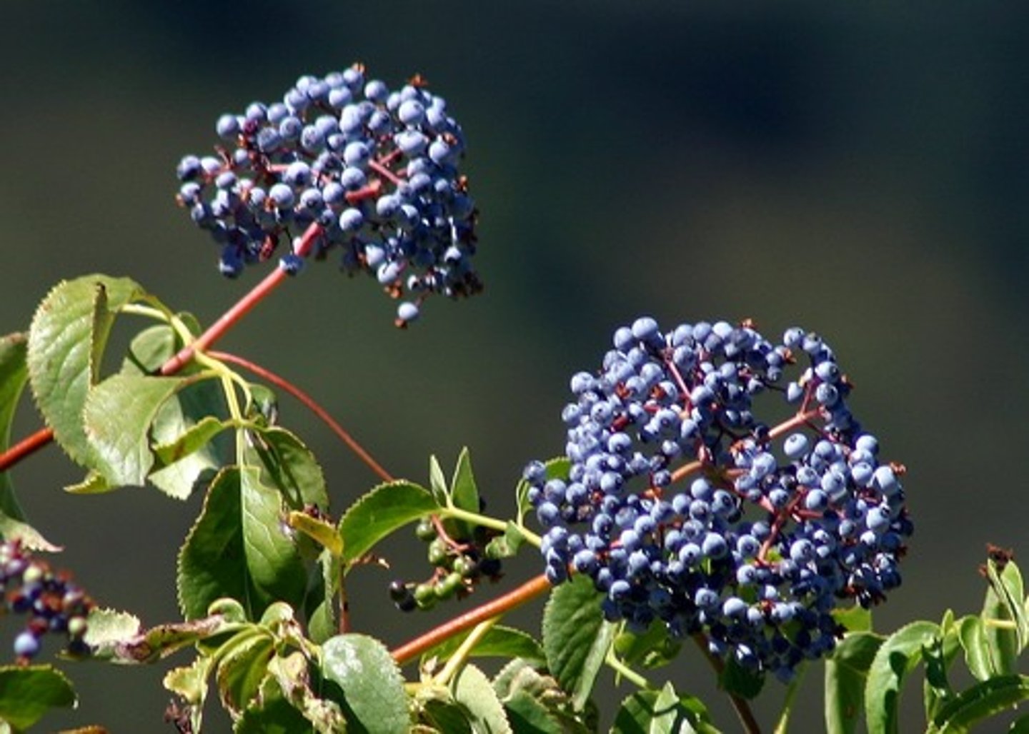 <p>Protect against Evil, Negativity, and Hexes (Used for Blessing and Warding)</p>