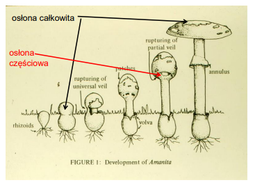 <p>-pierwsze stadium - czarcie jajo/prinordium<br>-osłona całkowita pęka w trakcie rozwoju owocnika, zostaje w postaci pochwy + skorupki na kapeluszu<br>-osłona częściowa - błonka chroniąca blaszki (zostaje czasem w postaci pierścienia)<br>-trama- wypełnienie części płonej</p>