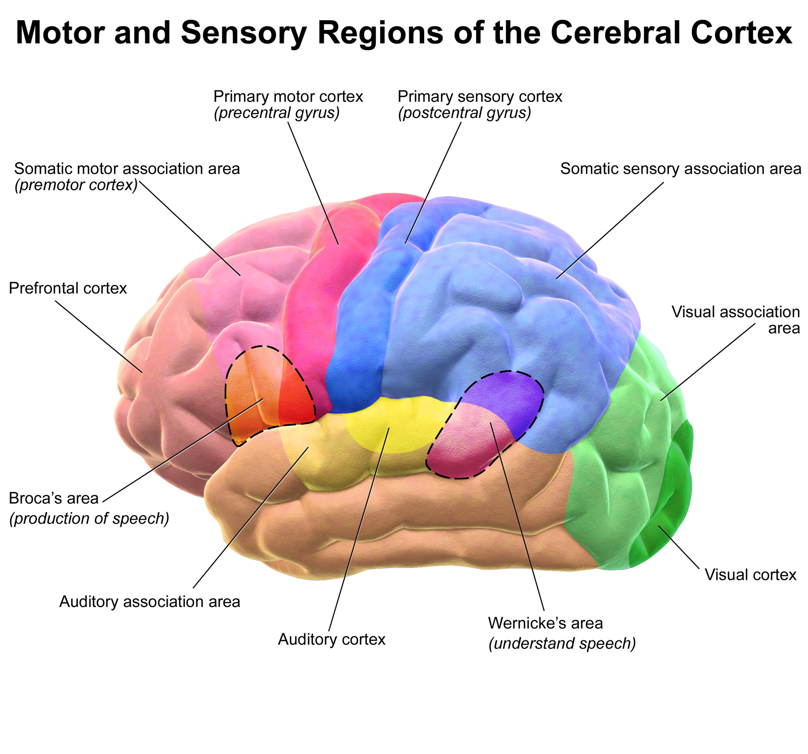 <p>What/where is the cerebral cortex, and how is it organized/structured? </p>