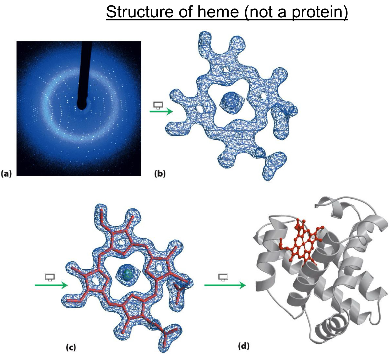 <p><span>Crystals of proteins are grown</span><br><span>Crystals put into X-ray beam</span><br><span>Pattern of X-ray diffraction reveals position of atoms (structure)</span></p>