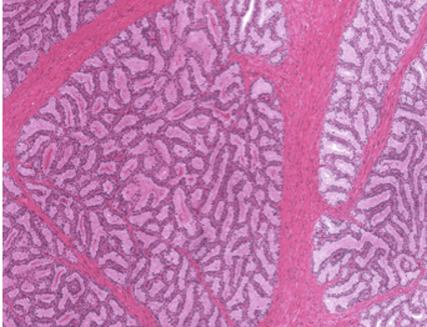 <p>Identify the organ</p>