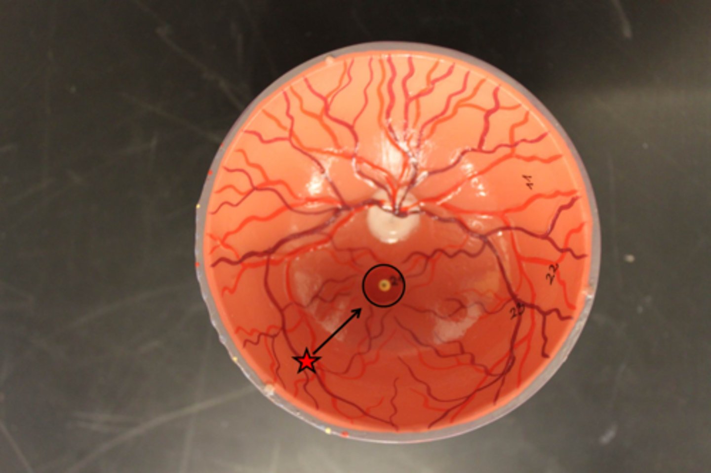 <p>yellowish region on the retina lateral to and slightly below the optic disc that produces sharper vision</p>