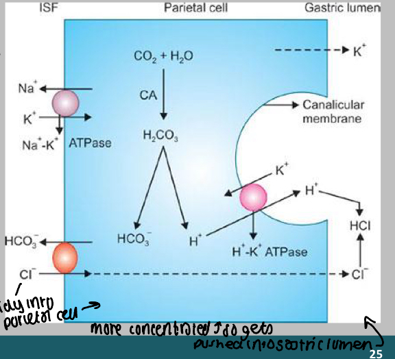<p>How is HCL formed in the gastric lumen?</p>