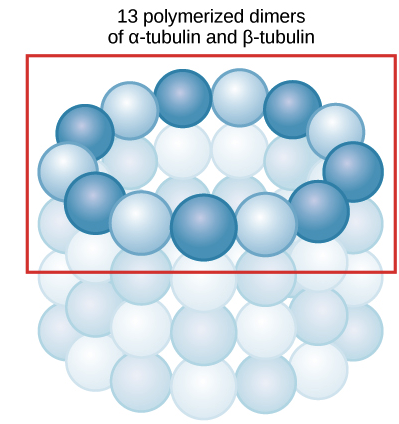 <p>resits </p><ul><li><p>made of tubulin proteins </p></li></ul><p></p>