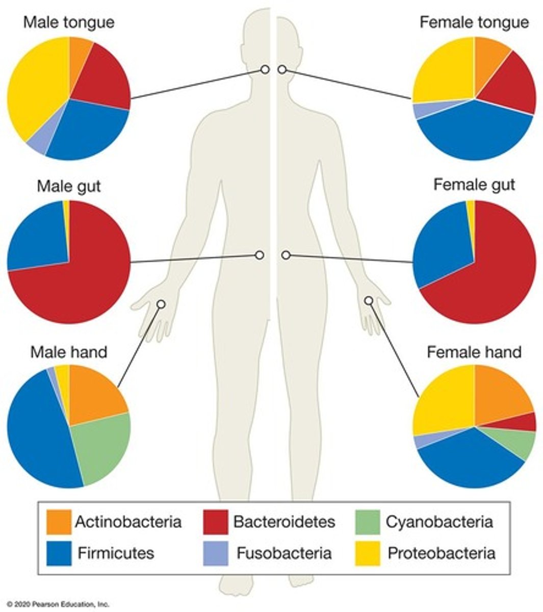 <p>Community of microbes inhabiting a specific area.</p>