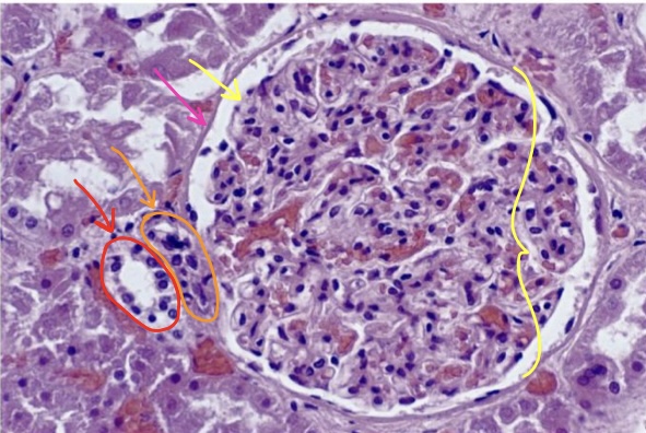 <p>structure in yellow bracket</p><p>structure at tip of yellow arrow</p><p>structure at tip of pink arrow</p><p>specific cells at tip of orange arrow</p><p>specific cells at tip of red arrow</p>