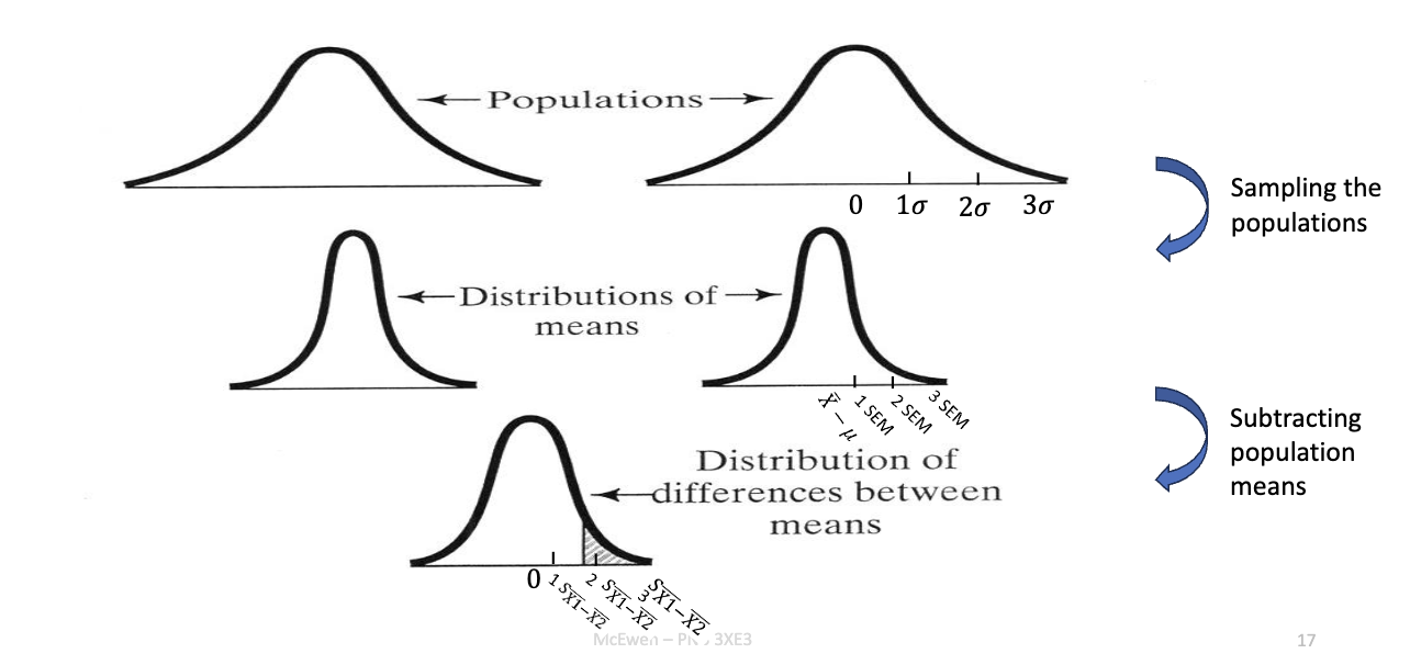 <ul><li><p>Process:</p><ol><li><p>Sample repeatedly from <strong>population 1</strong> → distribution of means.</p></li><li><p>Sample repeatedly from <strong>population 2</strong> → distribution of means.</p></li><li><p>Subtract group means for each pair of samples.</p></li><li><p>Result = distribution of differences between sample means.</p></li></ol></li><li><p>That’s the reference distribution for the independent t-test.</p></li></ul><p></p>