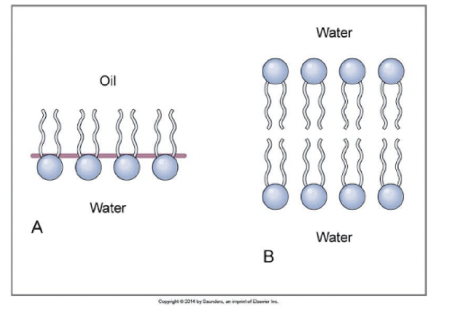 <p>glycerol backbone;</p><p>FA tails;</p><p>amphipathic = having both hydrophillic and hydrophobic parts</p>