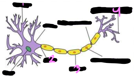 <p>4?</p>
