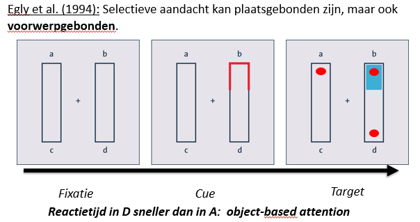 <p>Proces waarbij één boodschap geselecteerd wordt voor bewuste verwerking en alle andere boodschappen worden onderdrukt (Titchener 1908)</p><p><br>VB van selectieve aandacht: het <strong>Cocktailparty fenomeen</strong> (Cherry, 1950) = mensen kunnen in een drukke omgeving een gesprek voeren, zonder afgeleid te raken door de gesprekken om hen heen, maar wanneer je naam gezegd wordt, komt dat wel binnen</p><p><strong>exogene aandacht</strong> = automatische aandacht (reflexen) → als je plots iets ziet/hoort/voelt, gaat automatisch je aandacht daar naartoe, onbewust/zonder dat je het zelf wil → dit is bottom-up controle<br>De kijkrichting van mensen is ook exogeen gestuurd (als iemand anders ergens naar kijkt, ga jij ook automatisch kijken)&nbsp;<br><strong>endogene aandacht</strong> = vrijwillige aandacht → je oefent zelf controle uit over waar je aandacht op gericht is → dit is top-down controle</p><p>Exogene aandacht heeft voorrang op endogene aandacht.</p><p><br>Selectieve aandacht kan op 2 manieren worden onderzocht:</p><ul><li><p>met het<strong> Posner spatieel cueing paradigma/task</strong> = neuropsychologische test&nbsp;die het verschil tussen exogene aandacht (automatisch) en endogene aandacht (bewust) meet<br>Cueing effect laat zien dat aandacht dus gericht kan worden op de locatie waar de target ‘waarschijnlijk’ komt (pijltje wijst links/rechts) → als hij naar links staat, richt je je aandacht selectief op links. Dit is endogene aandacht (je ziet het pijltje en je gaat daarom “vrijwillig” je aandacht naar die kant richten)<br></p><img src="https://knowt-user-attachments.s3.amazonaws.com/6b42e190-0e7b-41da-a7f0-5f402ee6da09.png" data-width="100%" data-align="center"></li></ul><ul><li><p><strong>dichotische luistertaak </strong>= in het ene oor wordt een andere stimulus getoond dan in het andere oor → de aandacht wordt selectief op één oor gericht, waardoor in het andere oor&nbsp;weinig wordt waargenomen</p></li></ul><p>Selectieve aandacht is <strong>plaatsgebonden </strong>(posner cueing task) &amp; <strong>voorwerpgebonden </strong>(egly et al: object-based attention)</p>
