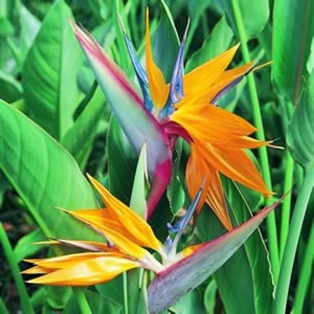 <p>Strelitzia reginae</p>