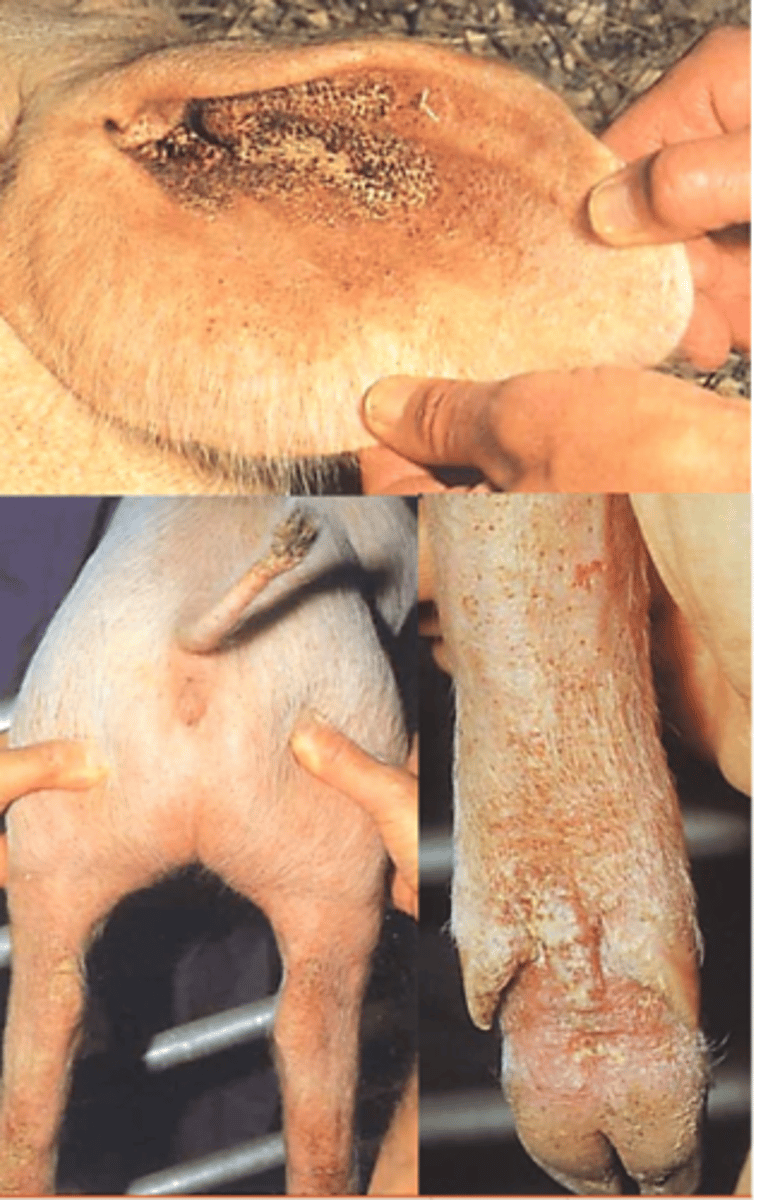 <p>Lesions of hyperkeratotic mange develop in only few animals, those that fail to develop the hypersensitivty reactions -&gt; in the ears thick crusts, hind legs etc;</p><p>Clinical signs might regress after 2-3 months;</p>